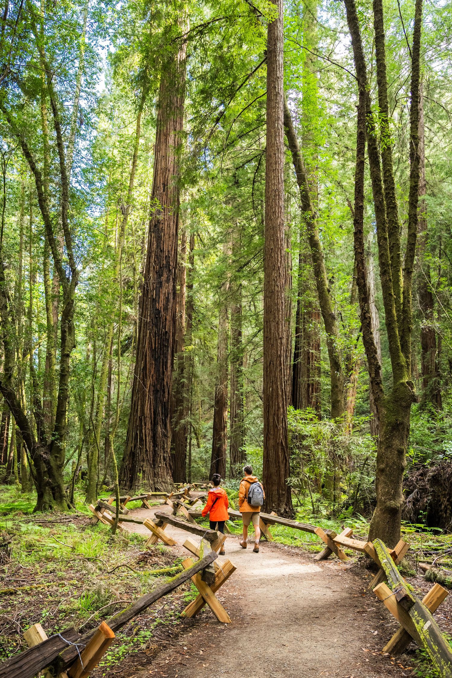 Hikers walk along a winding dirt trail through a lush redwood forest with wooden railings along the path.