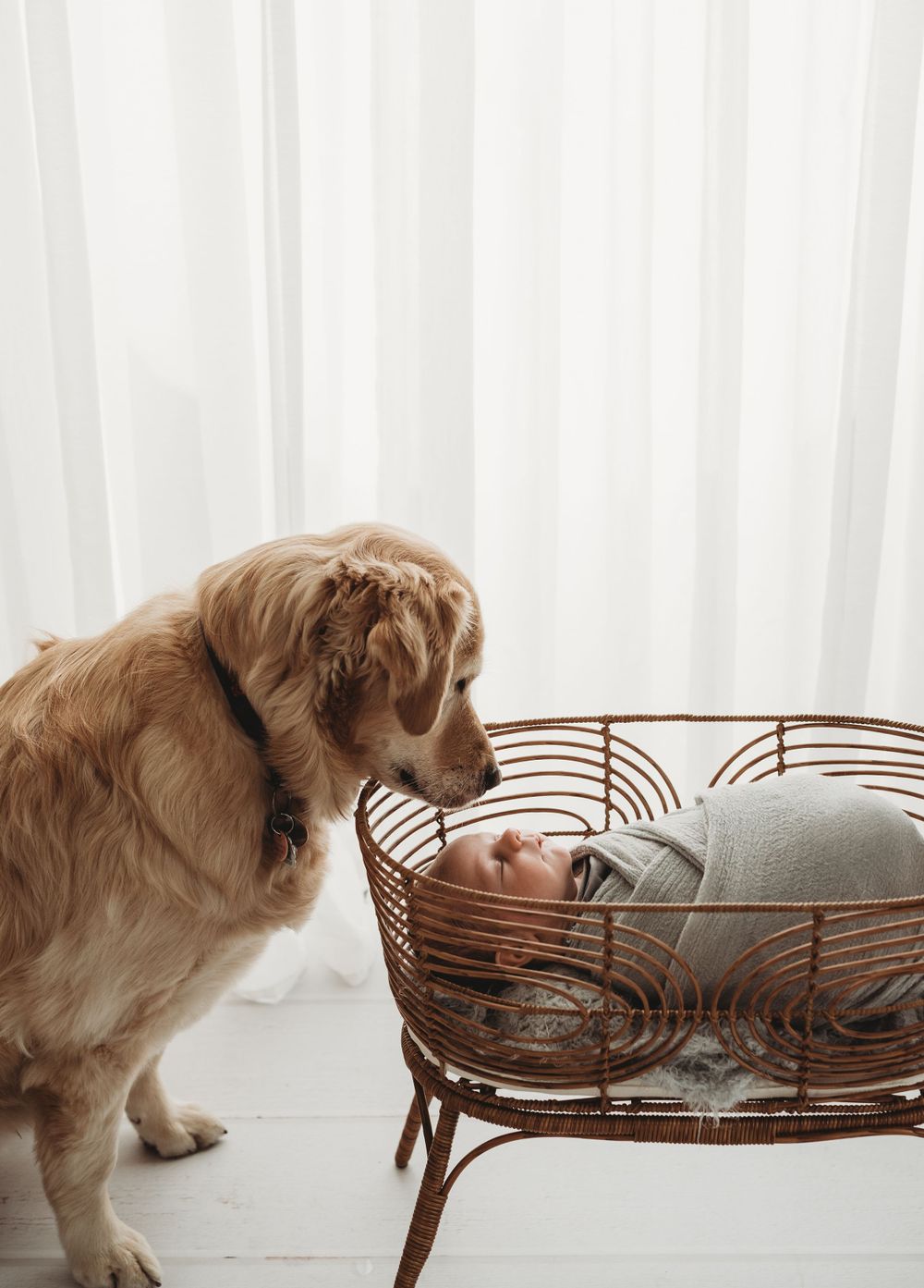 Family dog watching over newborn baby