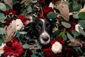 Black and white dog peeking through red and white floral wedding arrangement.