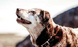 Close-up portrait of a senior dog with grey fur looking upward.