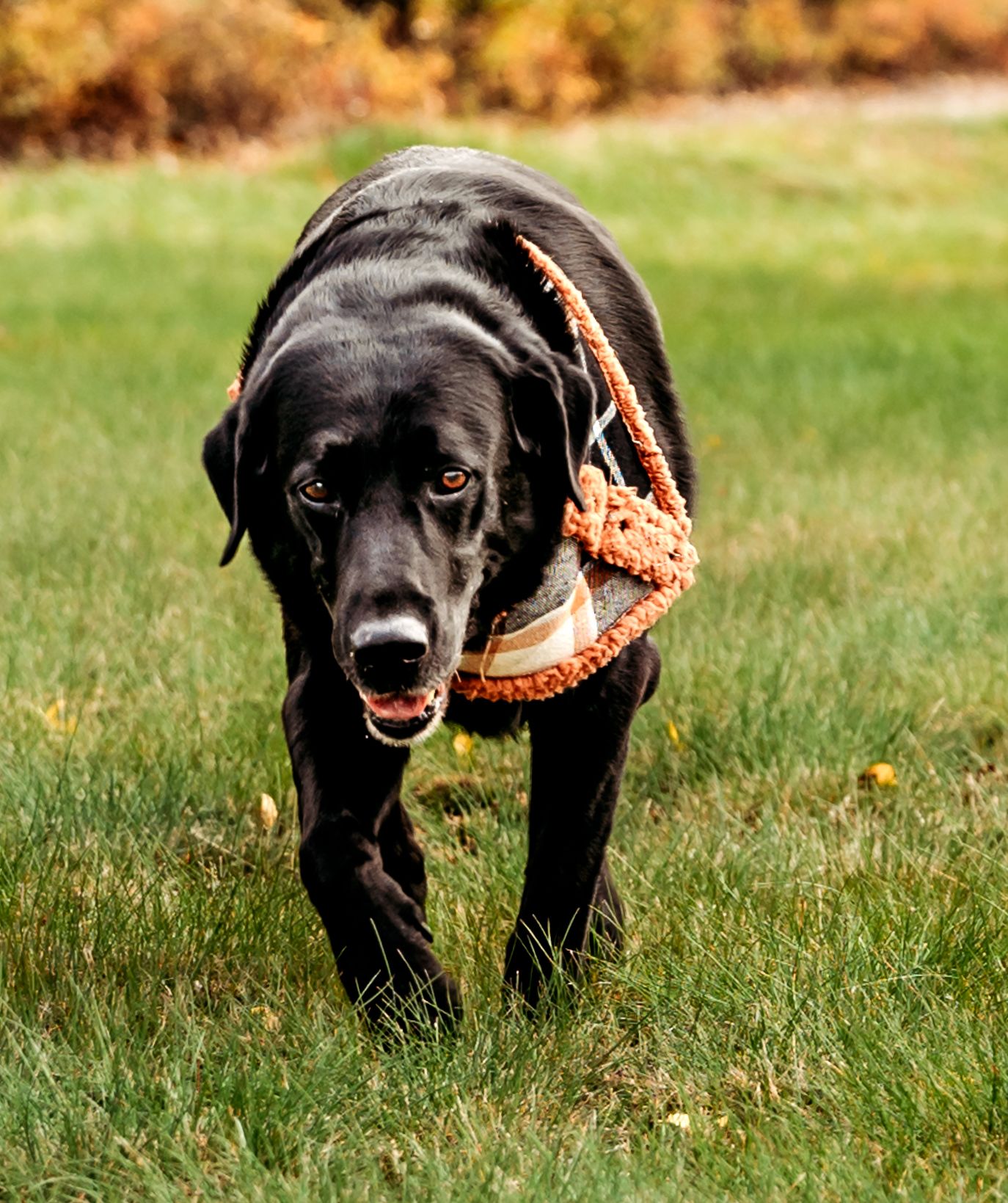 Black Labrador retriever running on grass while carrying an orange bandana in its mouth.