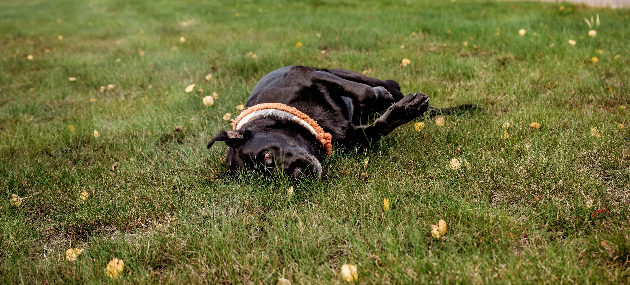 Black dog lying in grass with yellow flowers.
