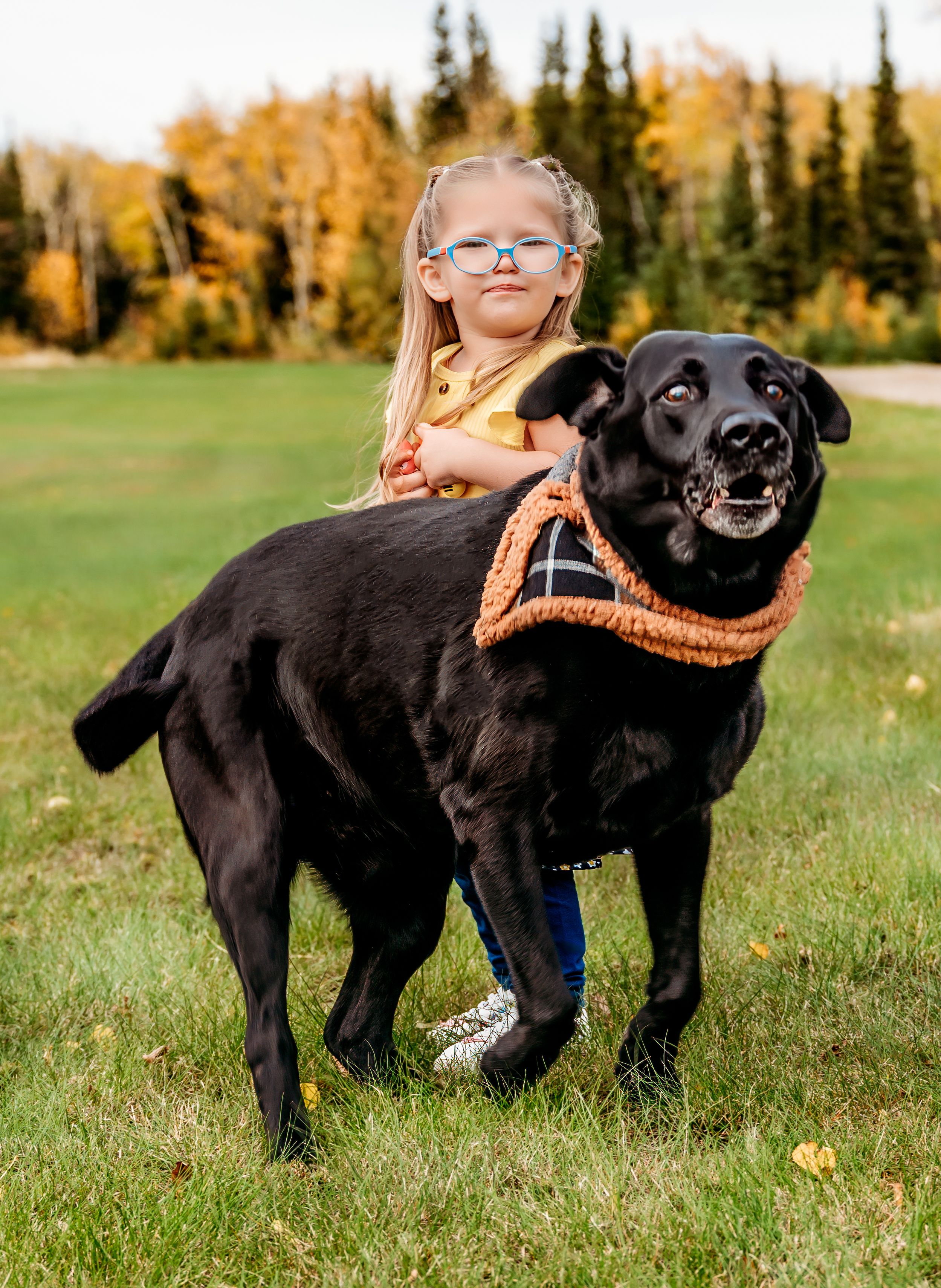 Happy black Labrador with orange bandana enjoys an autumn day outdoors.
