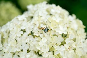 Close-up of an engagement ring resting delicately on a cluster of white hydrangea flowers outdoors.