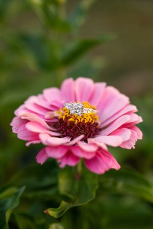 Diamond engagement ring resting on a bright pink zinnia flower with soft green bokeh background.