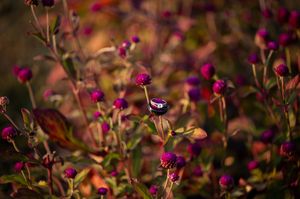Close-up of purple globe amaranth wildflowers blooming in warm golden light in a garden setting.