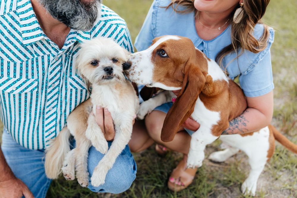 Couple holding a small white Shih Tzu and a brown Basset Hound puppy outdoors on green grass.