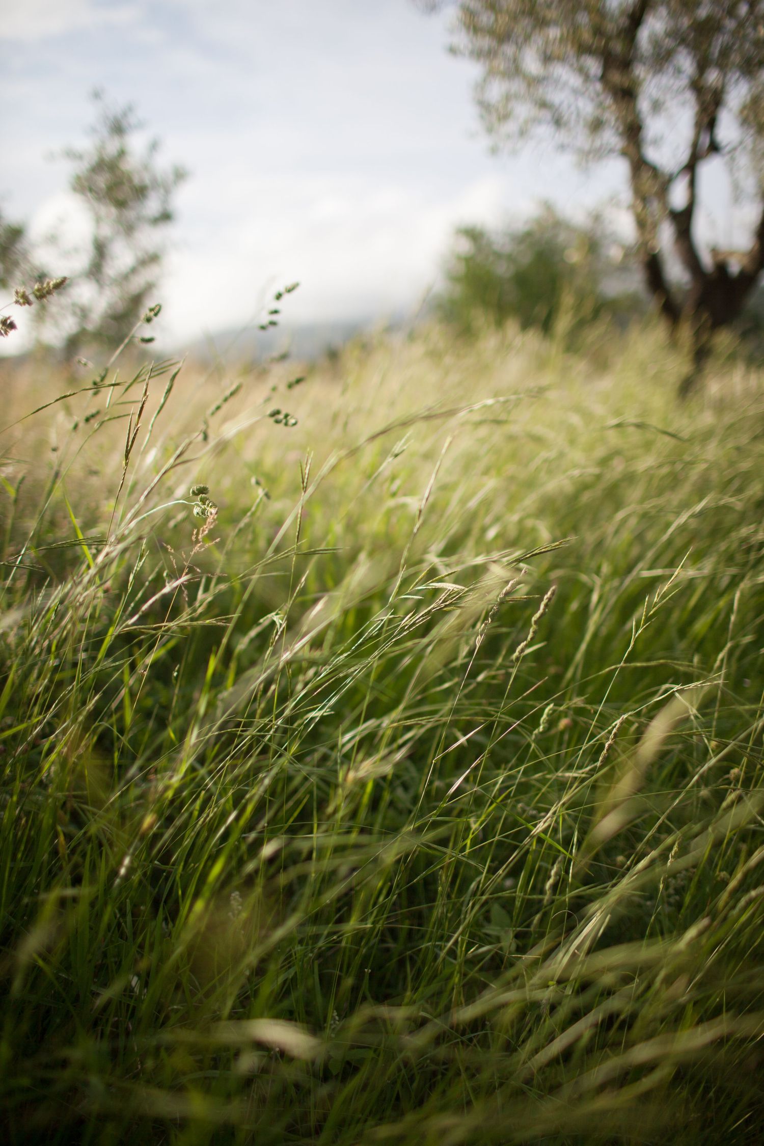 Tall grass swaying in breeze with soft focus and natural lighting. in Italy