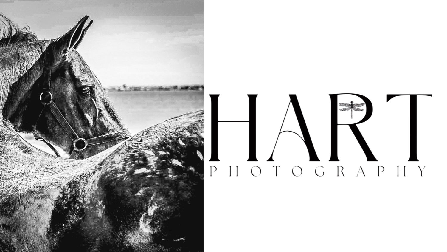 Horses and Ocean