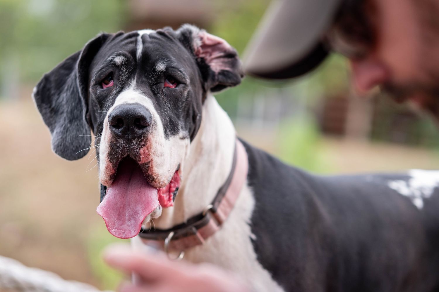 Black and white Great Dane dog with tongue out being petted by a person outdoors.