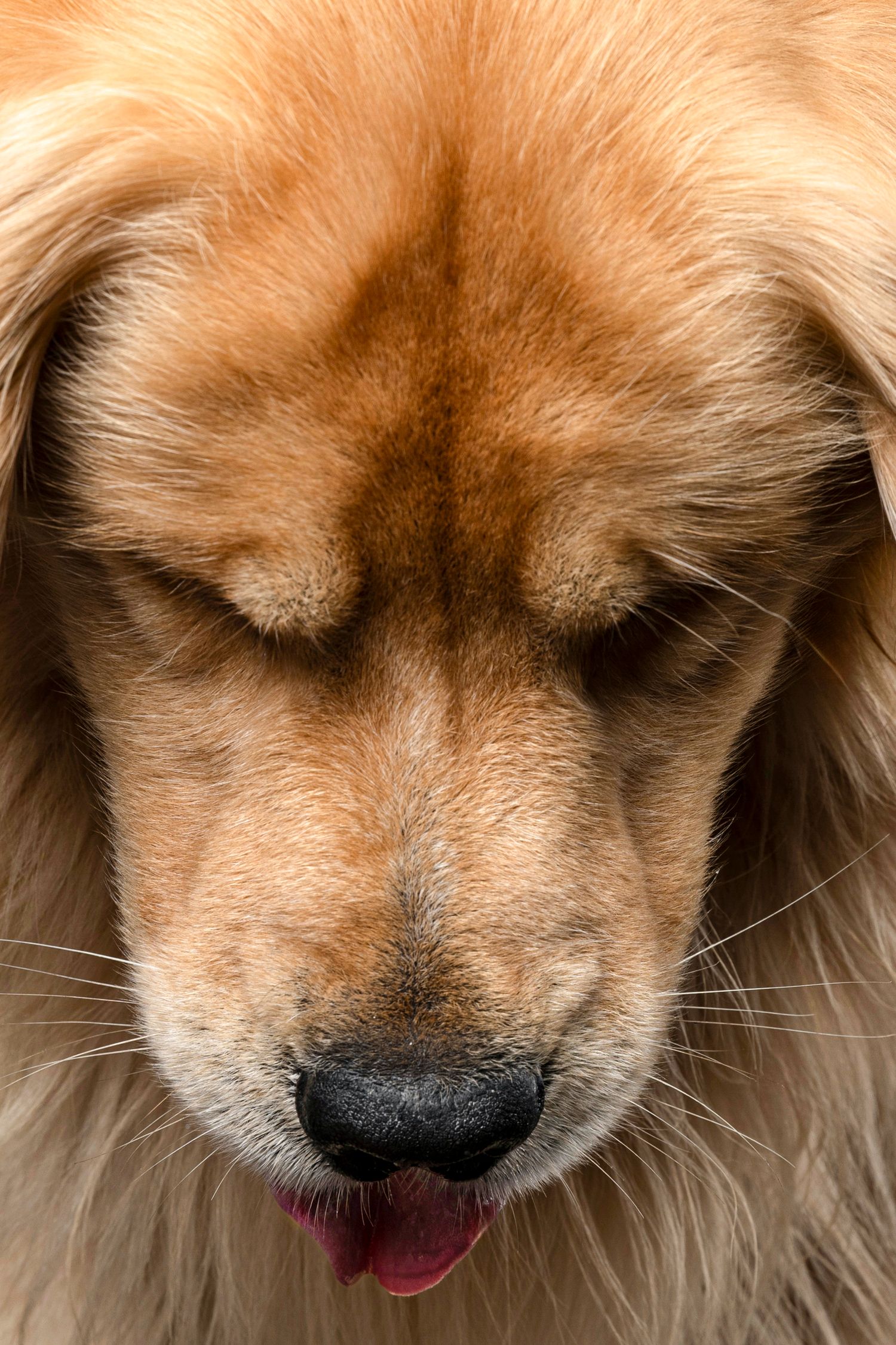 Close-up portrait of a golden-colored dog with fluffy fur showing its pink tongue and black nose.