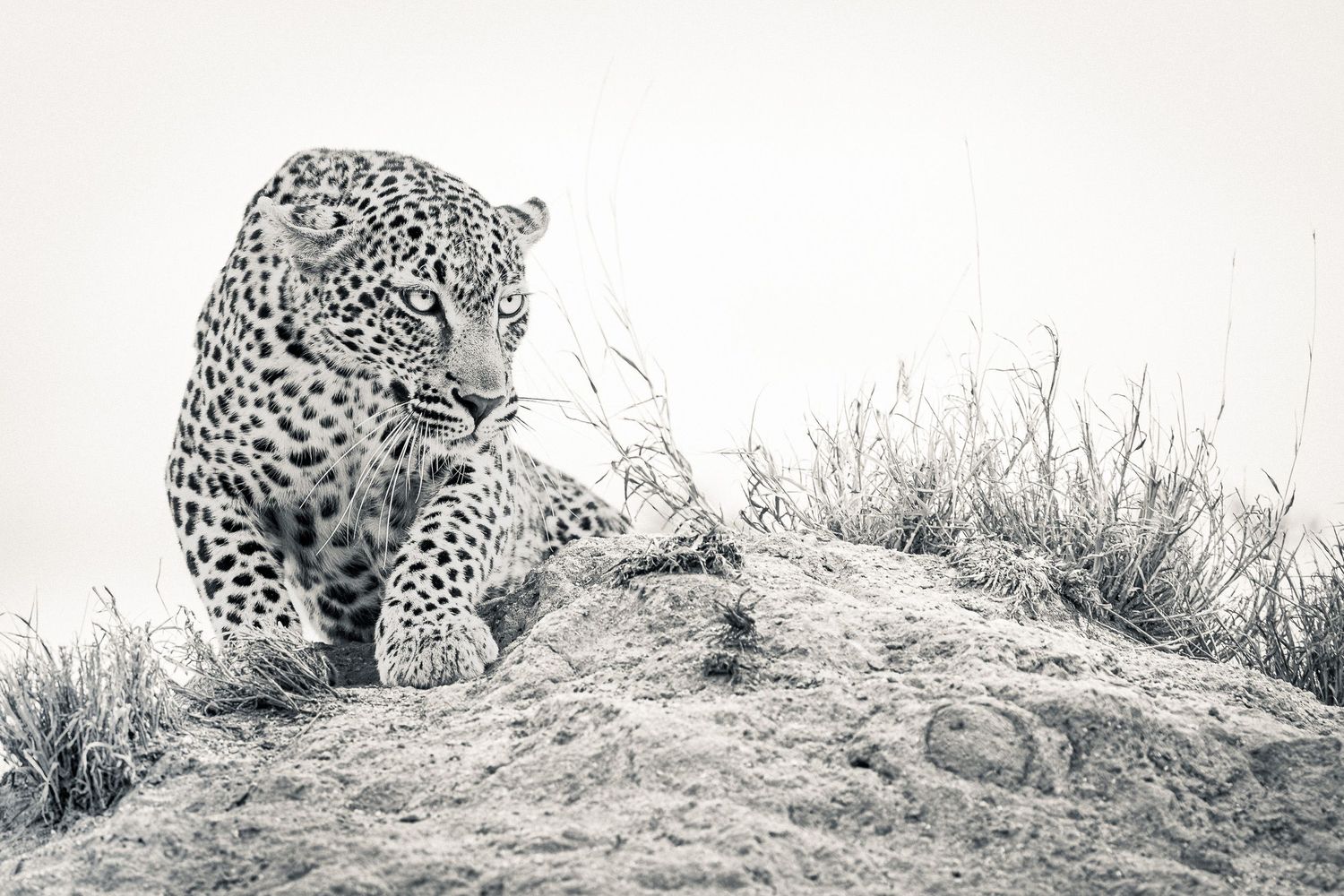 Black and white photo of a leopard resting on a rocky mound surrounded by dry grass in the wild.