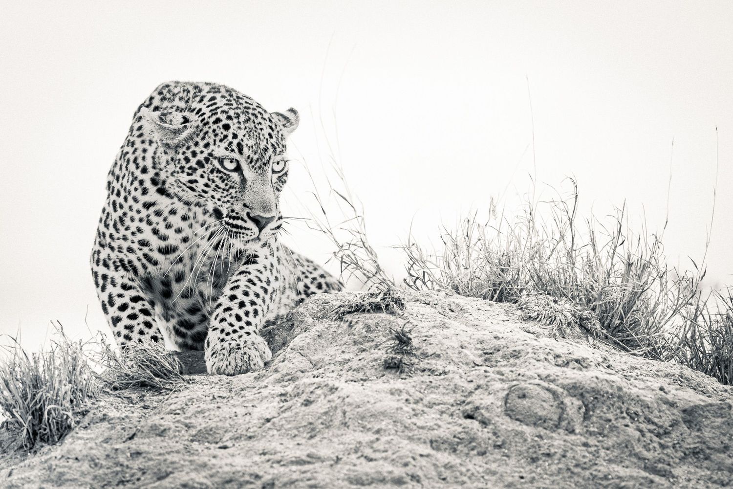Four black and white photos of a leopard stalking through tall grass in a dramatic sequence.