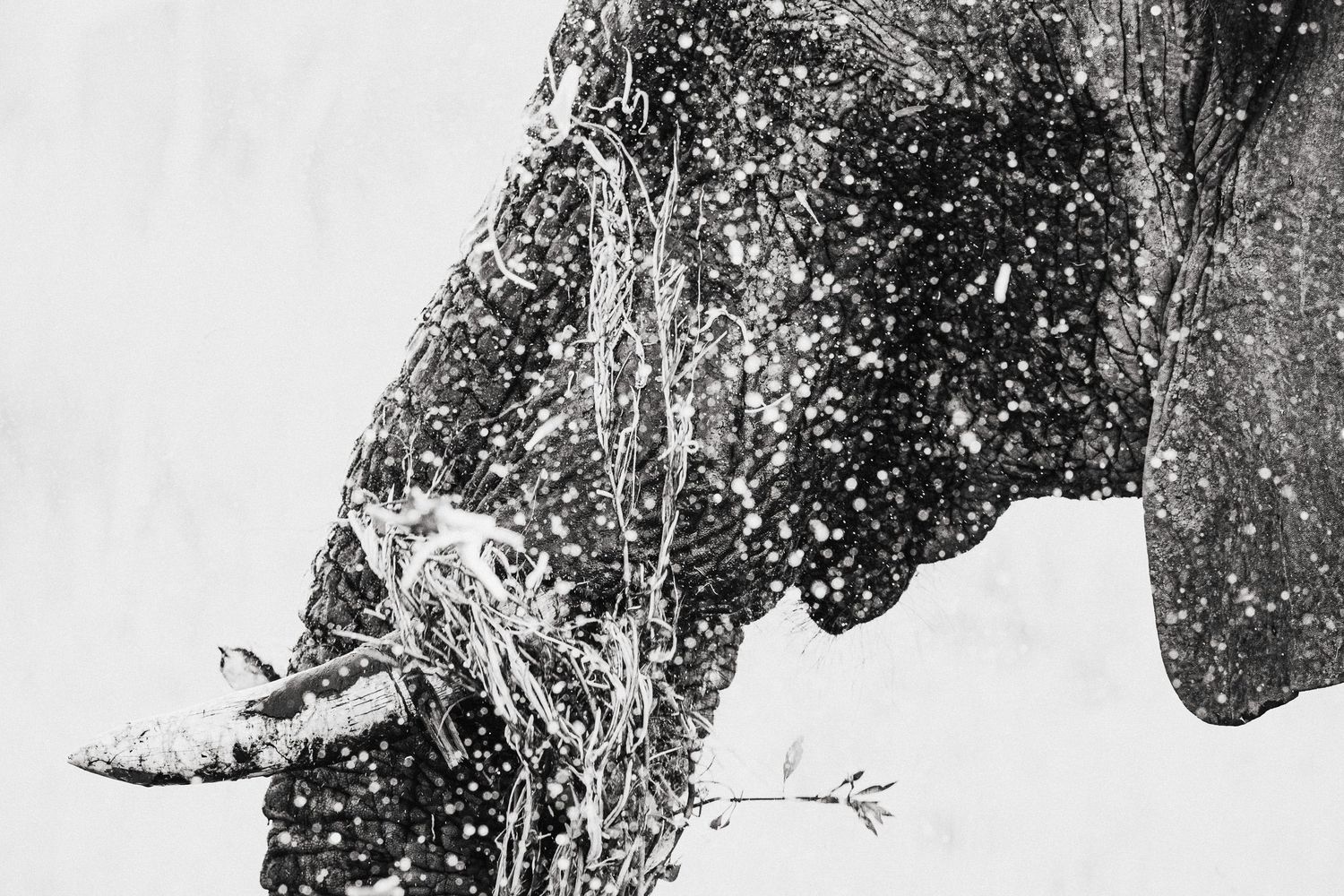 A black and white photograph shows a snow-covered forest landscape with tall trees and winter shadows.