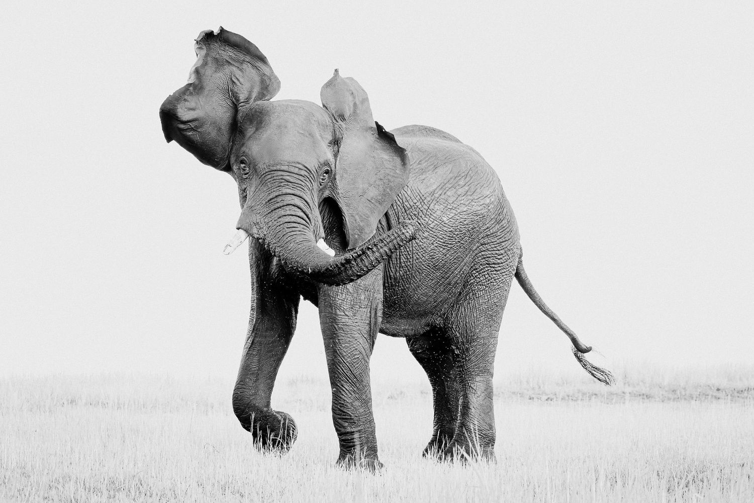 A sequence of black and white photos showing an African elephant walking from left to right across a grassy plain.