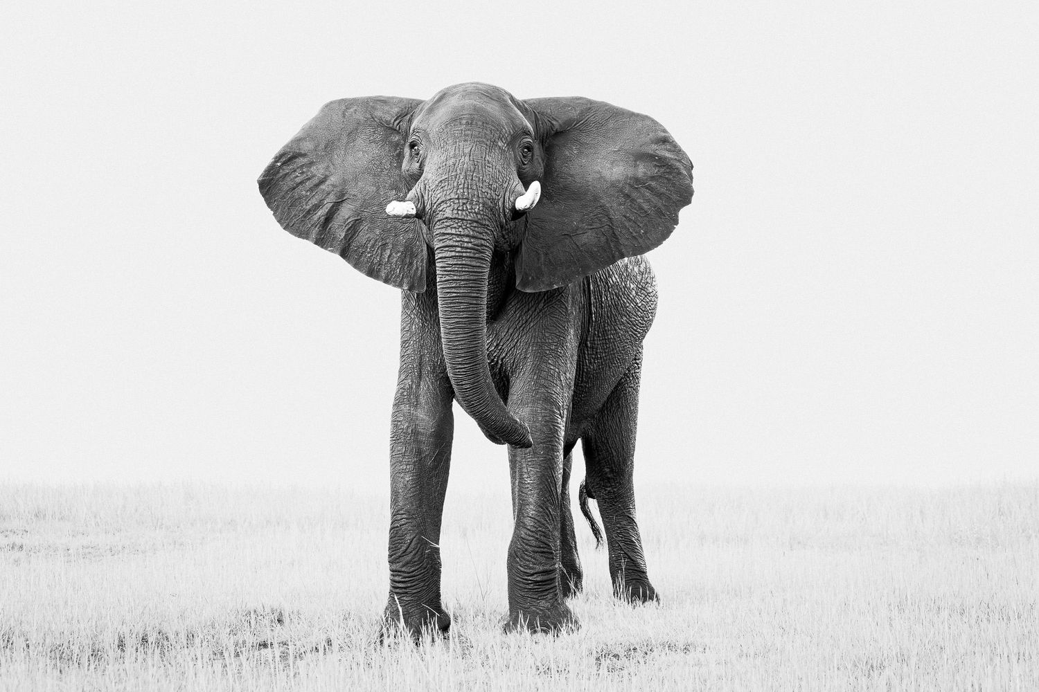 Three majestic African elephants stand in a row against a misty savanna landscape in black and white.