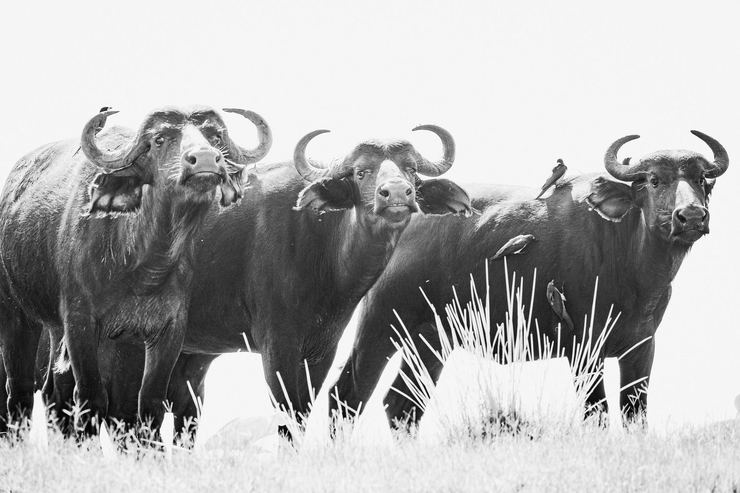 A herd of African Cape buffalo grazing in tall grass on the savanna landscape.