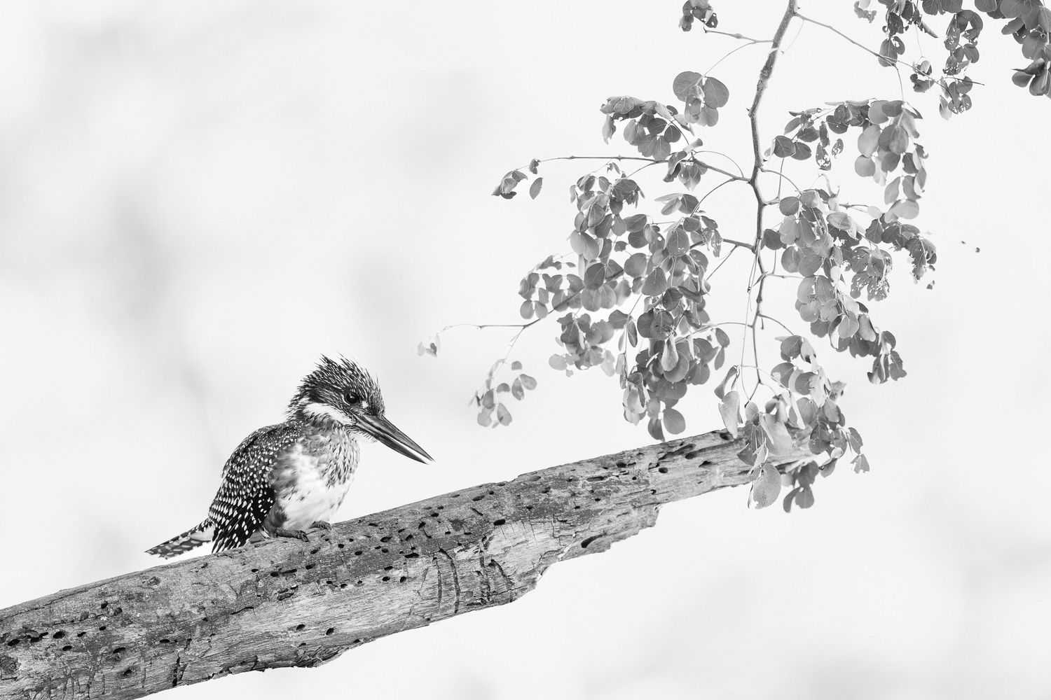 A black and white photograph shows a kingfisher perched on a branch in a tranquil natural setting.