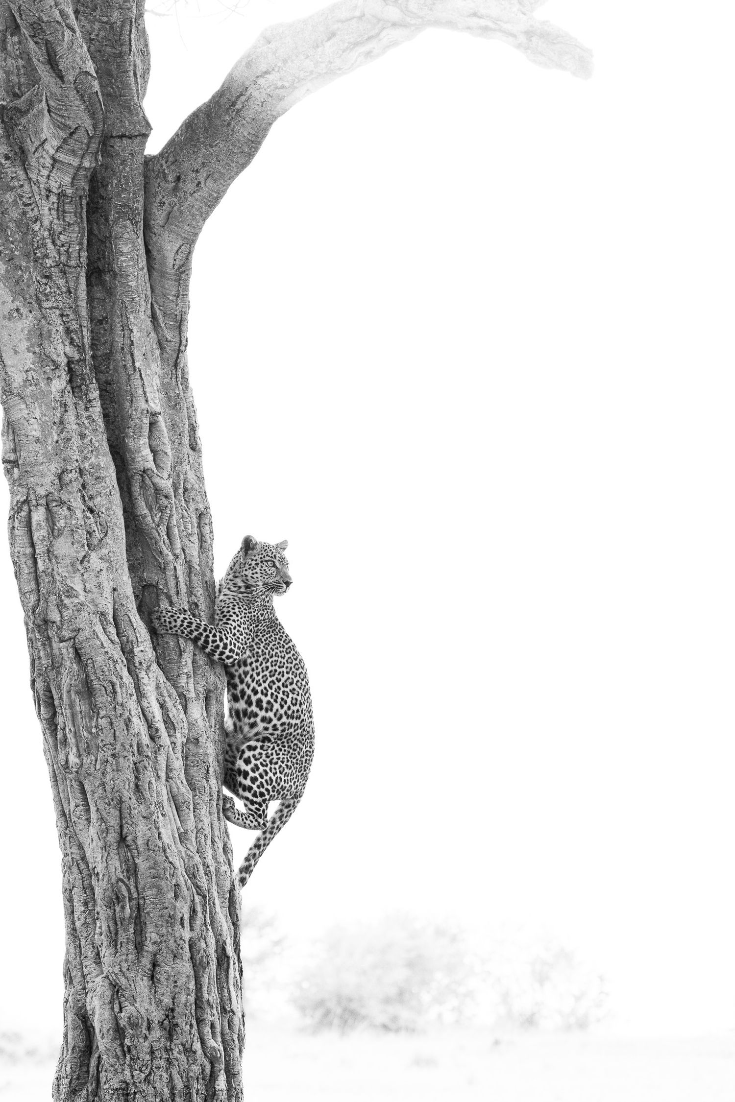 Black and white photo of a leopard climbing a tree trunk in the wild, showcasing its spotted coat and agile form.