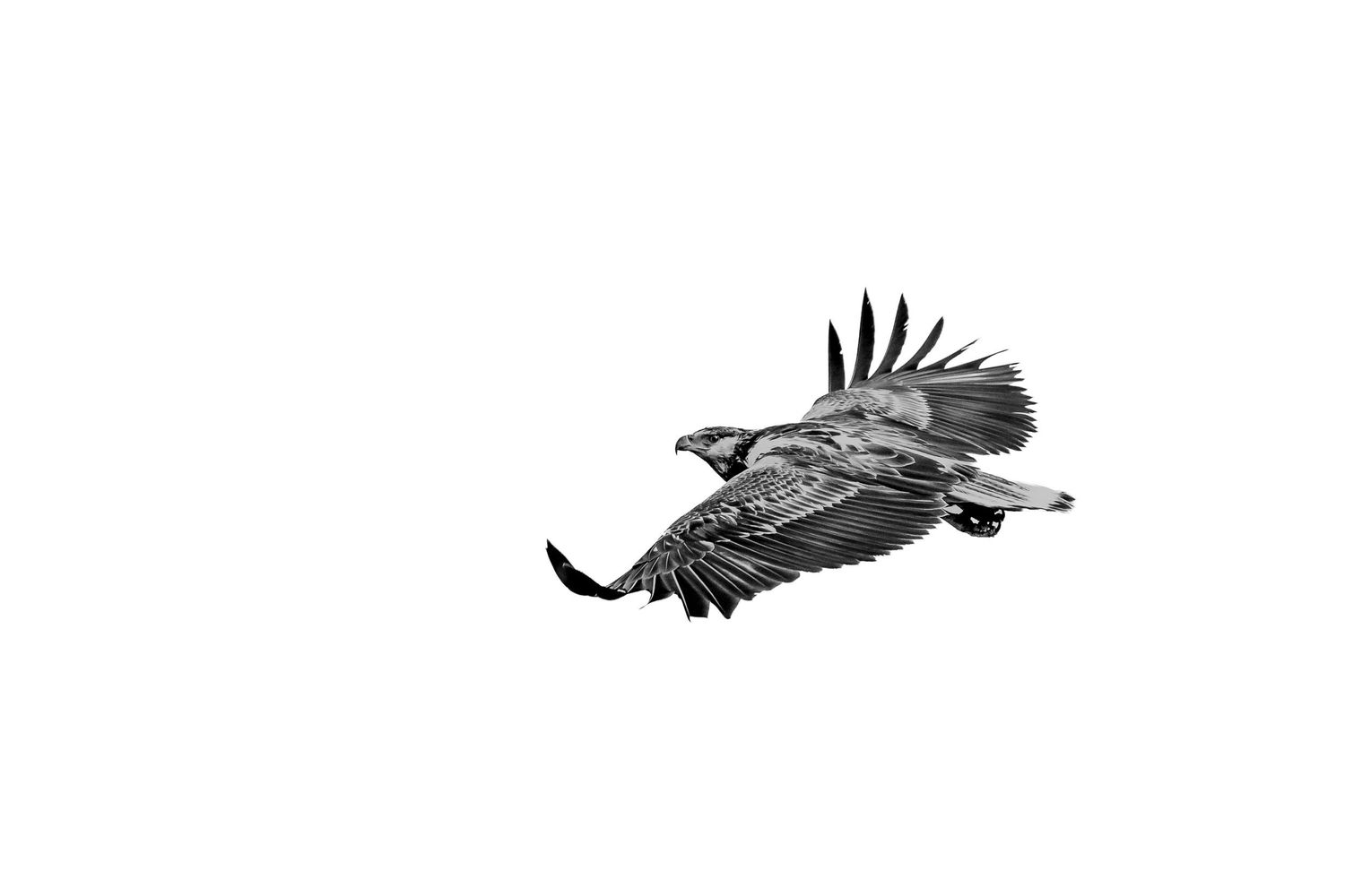 Black and white photo of a hawk in mid-flight with wings spread against a white background.