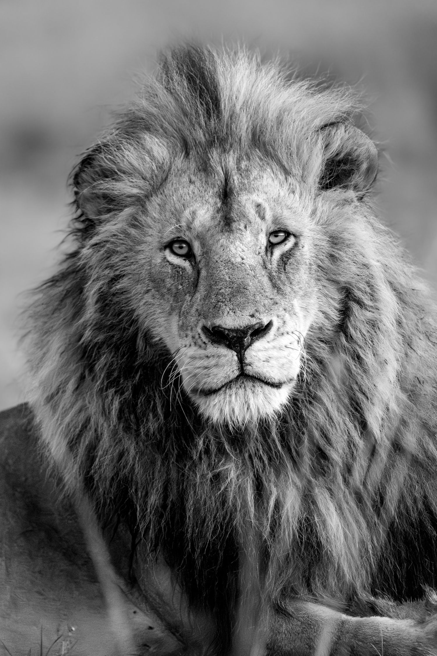 Black and white portrait of a majestic male lion with a full mane, gazing directly at the camera in the wild.