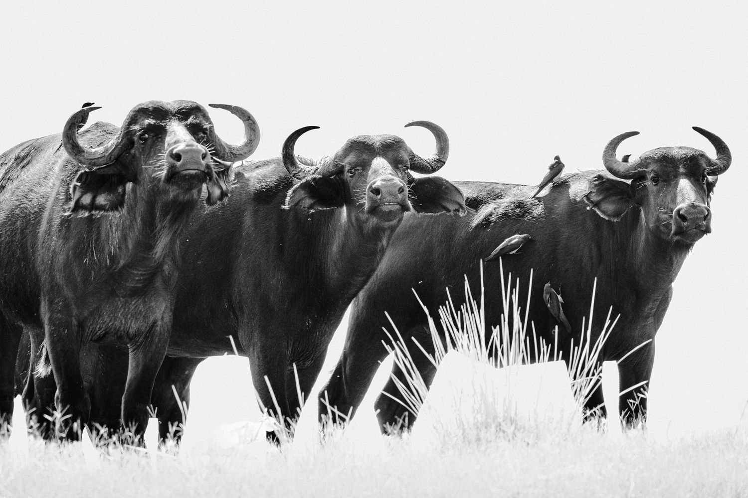 Black and white photo of a herd of African buffalo standing together in a grassy savanna field.