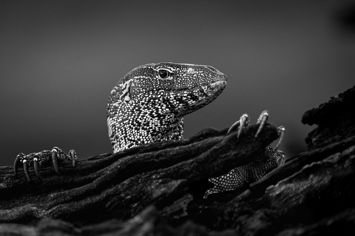 Black and white close-up of a monitor lizard perched on textured bark, showcasing its scaly skin and clawed feet.