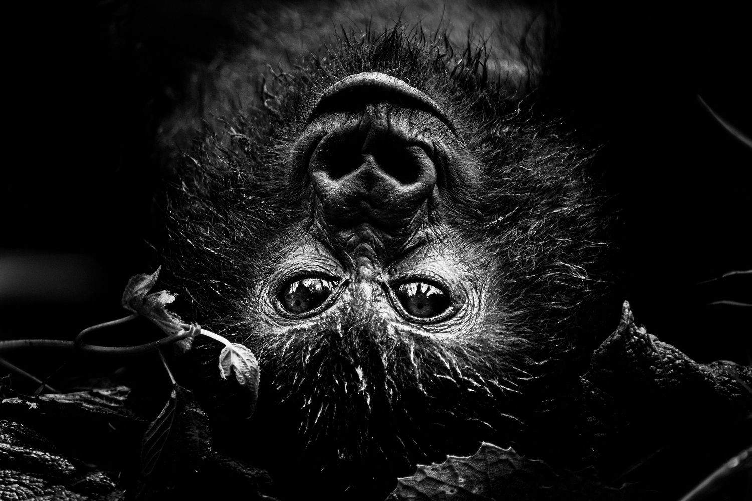 Black and white close-up portraits of orangutans showing their expressive eyes and facial features in dramatic lighting.