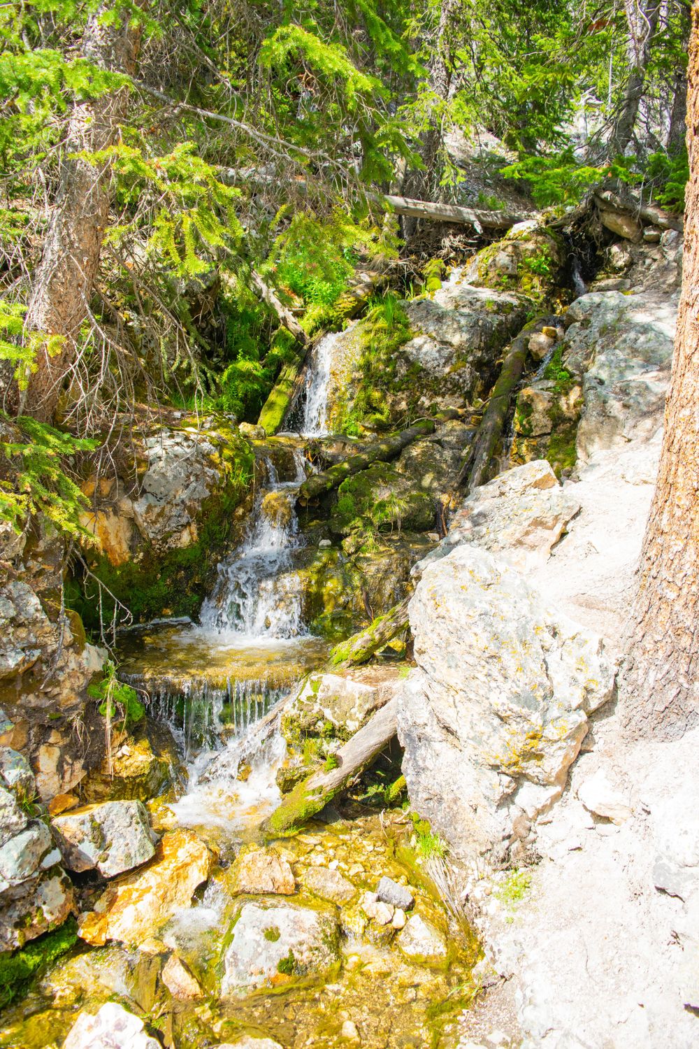 Cascading waterfall flowing over moss-covered rocks in dense forest setting.