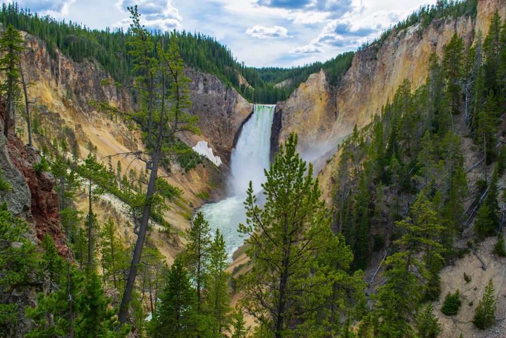 Dramatic view of Yellowstone Falls flowing between steep canyon walls surrounded by evergreen forest.