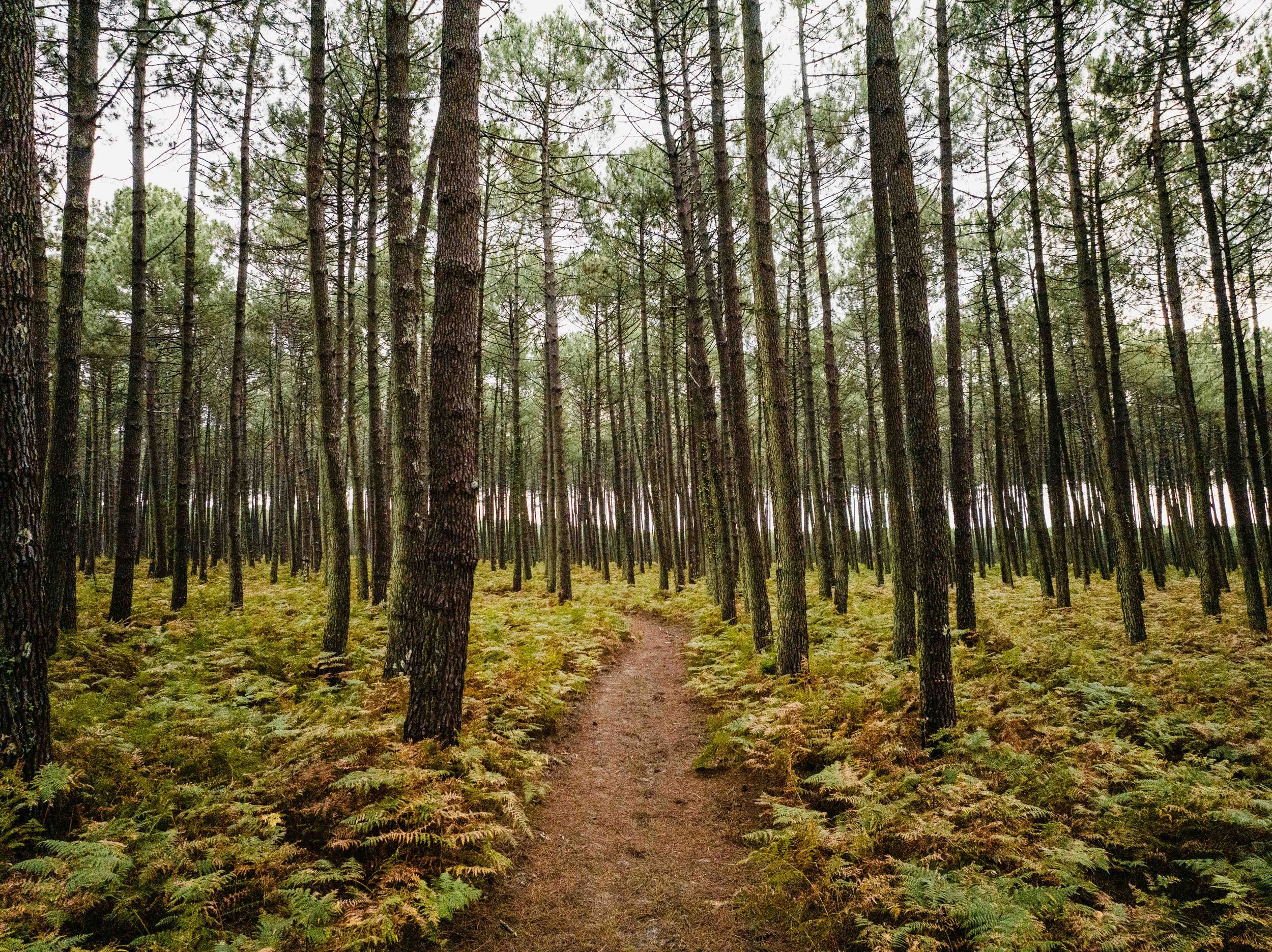 Forest trail winding through tall pine trees with moss-covered ground.