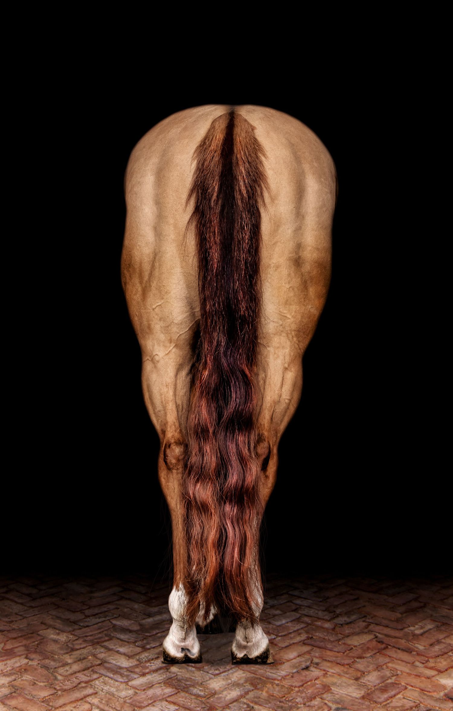 Dramatic equine black background portraits, highlighting your horse's elegance. Equine black background photographer. Delta, BC.