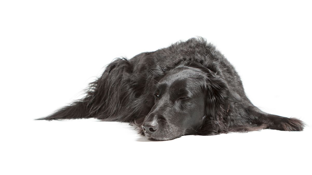 A black, sleeping dog illustrates how relaxing a photo session can be.