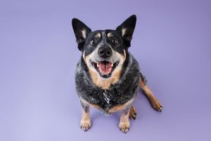 A happy Australian Cattle Dog with a wide smile and perked ears poses against a purple background.