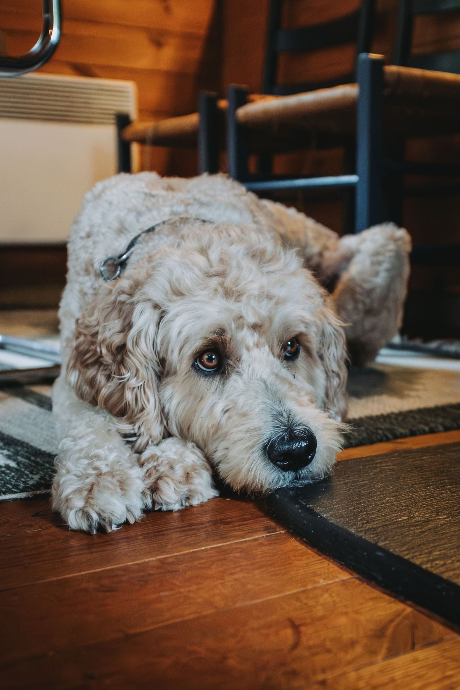 Vores hund Eigil