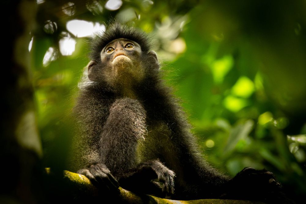 Raffle's Banded Langur gripping tree branch with wide curious eyes in forest.