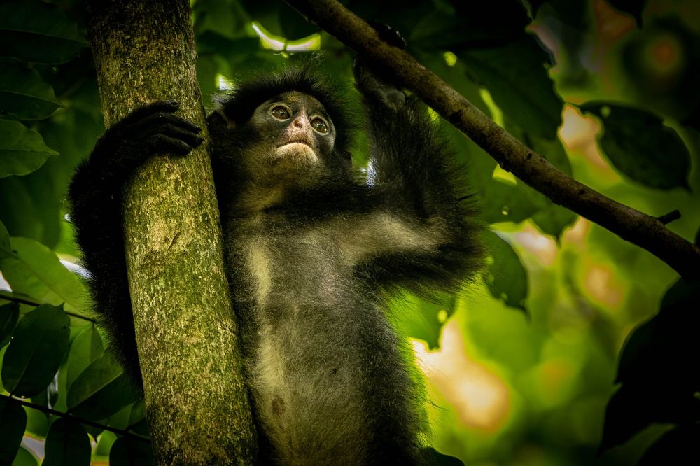 Raffle's Banded Langur gripping tree branch with wide curious eyes in forest.