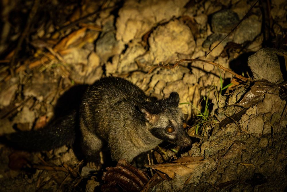 A palm civet explores dry rocky terrain at night among fallen leaves.