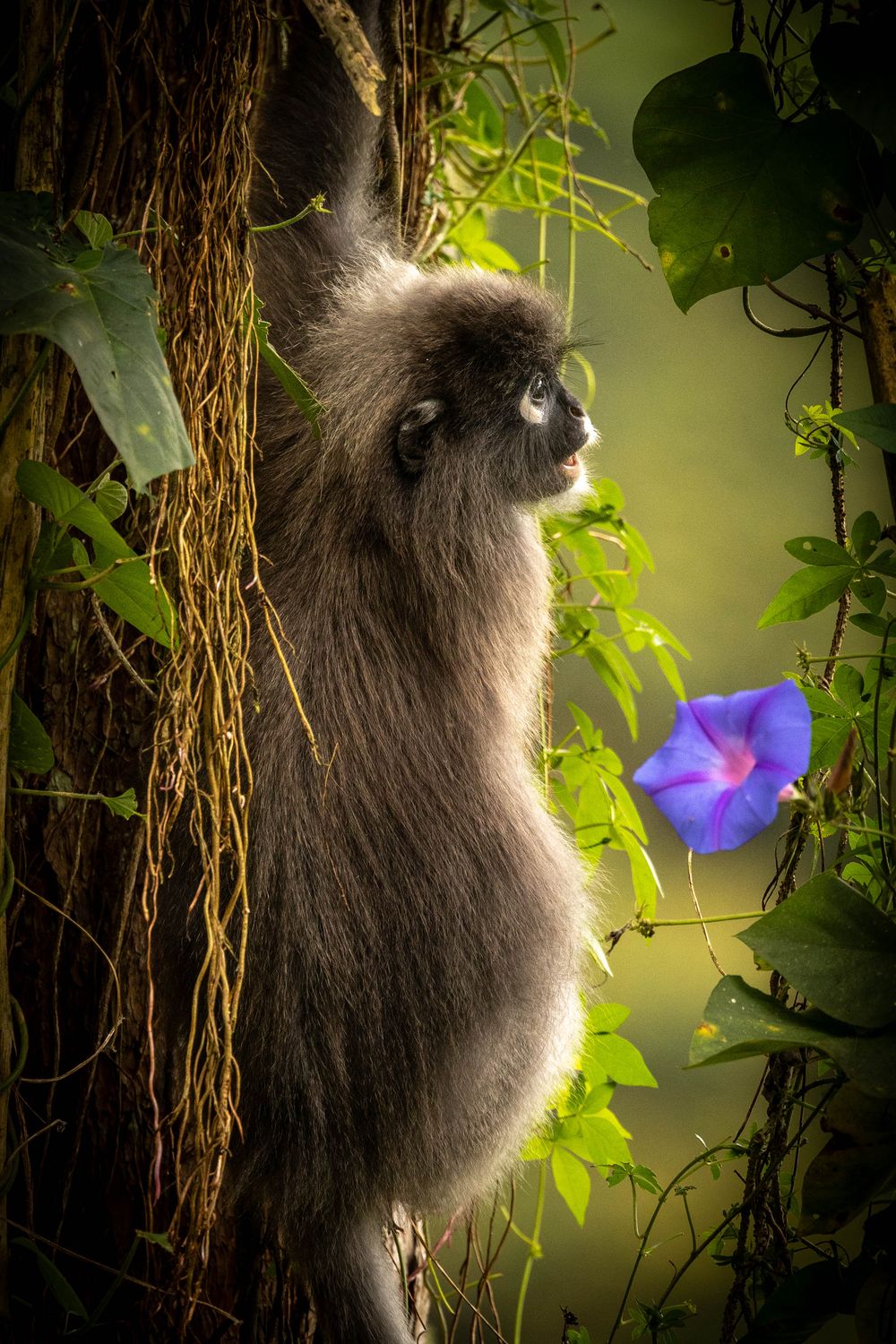 A fluffy gray monkey clinging to a tree trunk beside a purple morning glory flower.