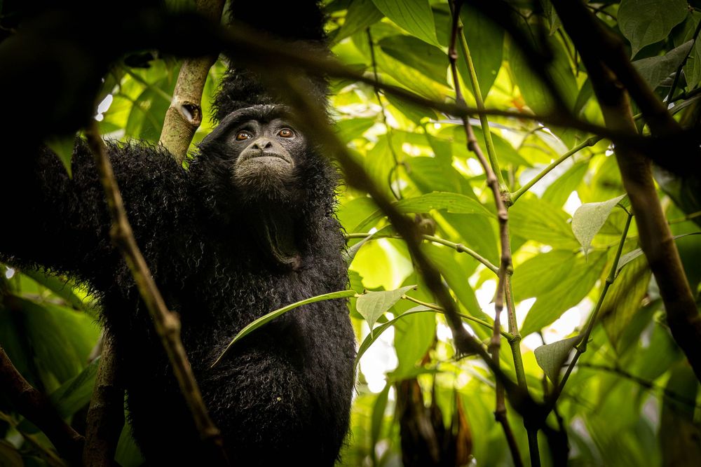 A siamang reaches upward while resting among dark tangled branches in a rainforest.