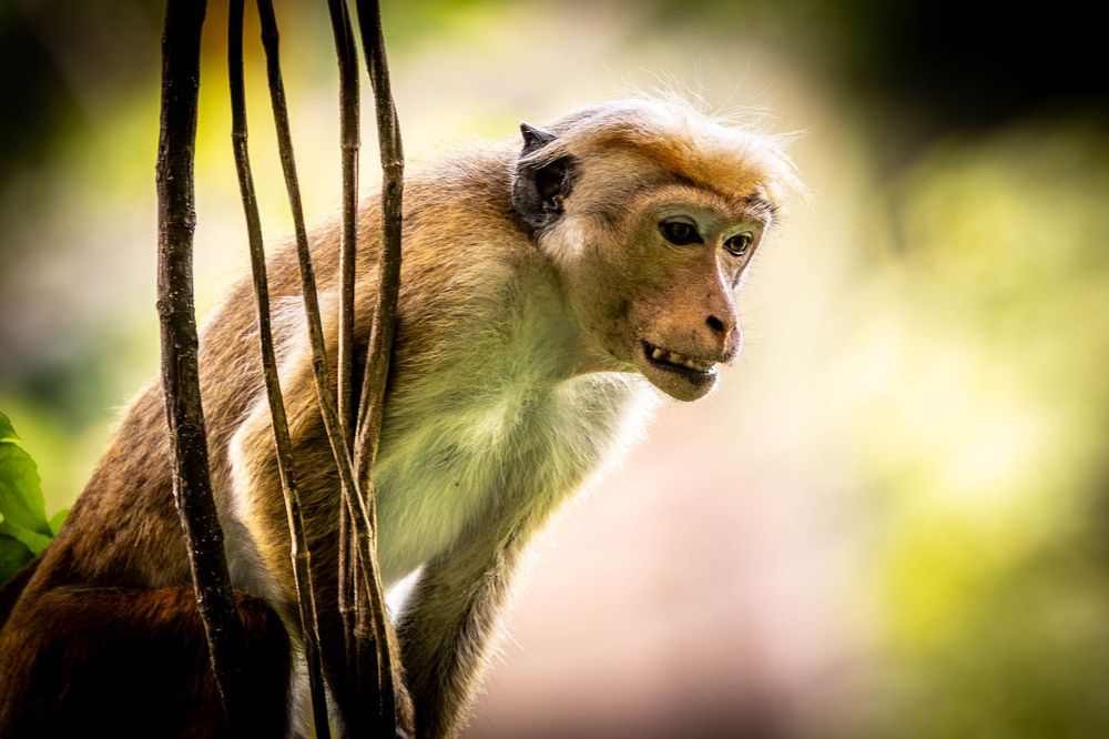 A toque macaque monkey with white fur looks alert while hanging among jungle vines.