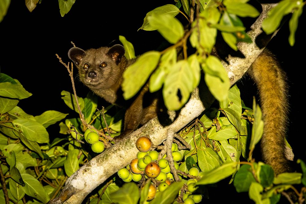 A golden palm civet rests on a branch among green leaves and clusters of small round fruits.