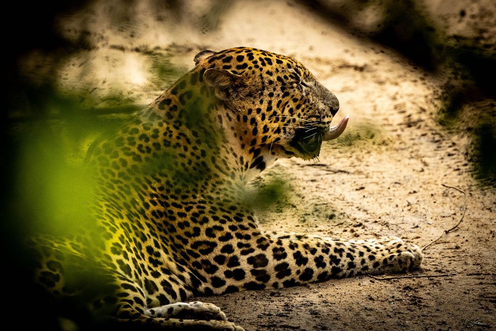 A leopard lying on sandy ground with mouth open, partially framed by blurred green foliage in foreground.