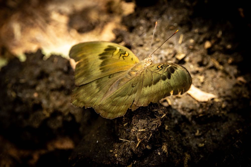 A yellow-green butterfly with dark markings rests on dark soil in natural habitat.