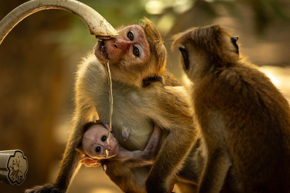 Two macaque monkeys tenderly care for a tiny newborn baby at a water tap.