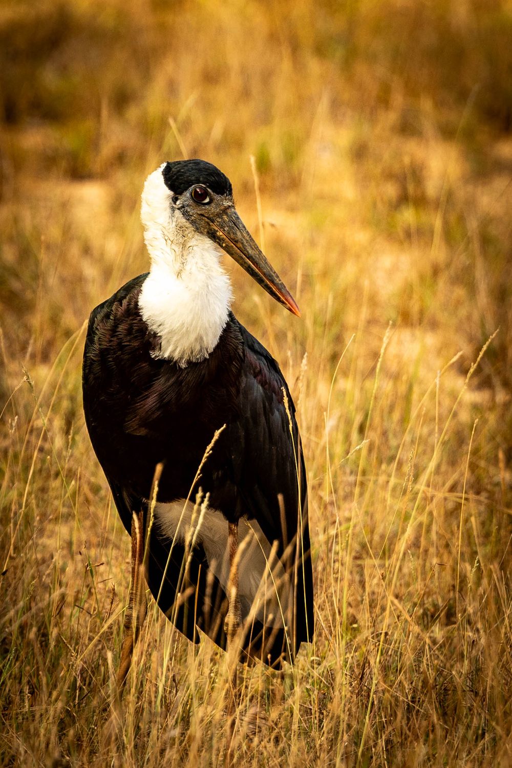 A woolly-necked stork stands tall in golden dry grassland, showcasing its striking black and white plumage in the wild.