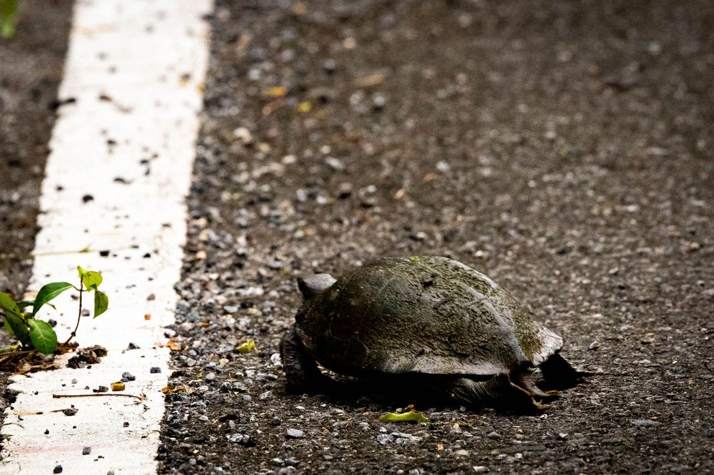 A turtle sits motionless on wet asphalt near a white road marking in a forest area.