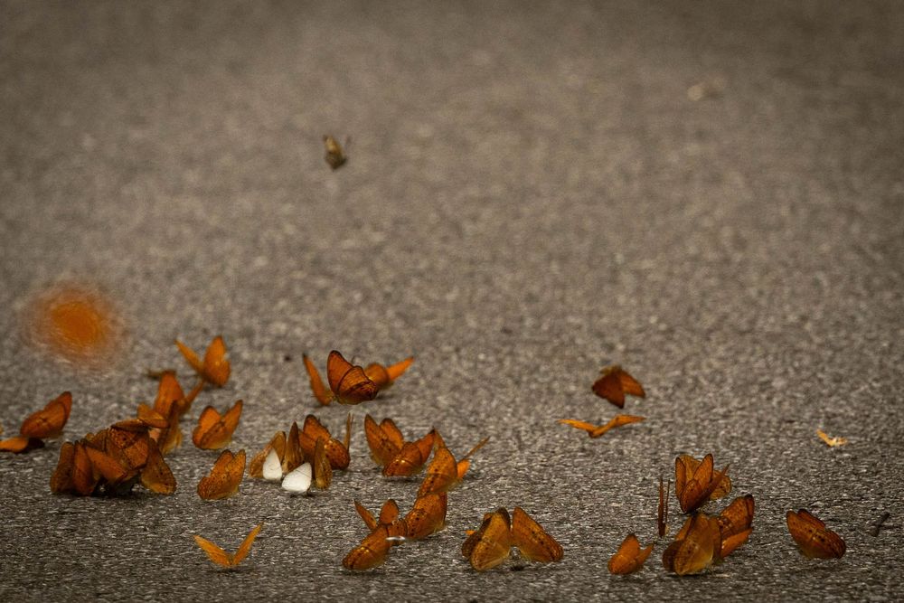 A large group of orange butterflies gathered on a gray pavement surface in natural daylight.