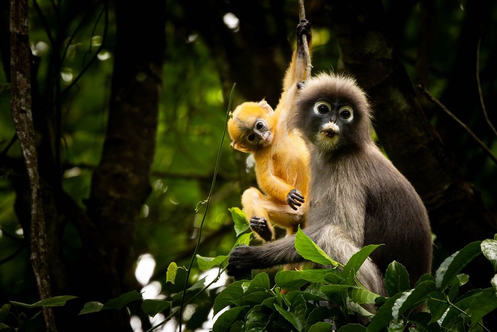 A dusky leaf monkey mother and her bright orange baby perch together atop a leafy tree branch.