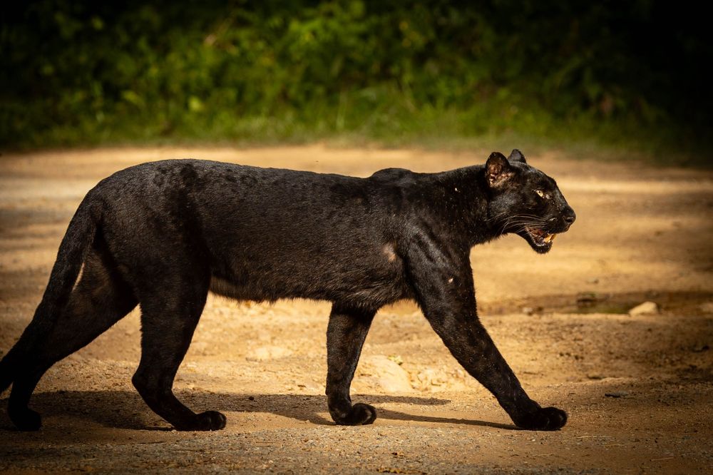 Black panther walking across a sandy dirt path in a lush green jungle environment.
